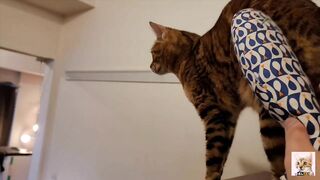 A pussy loves to play with toys. She makes so much noise that the neighbors hear her.